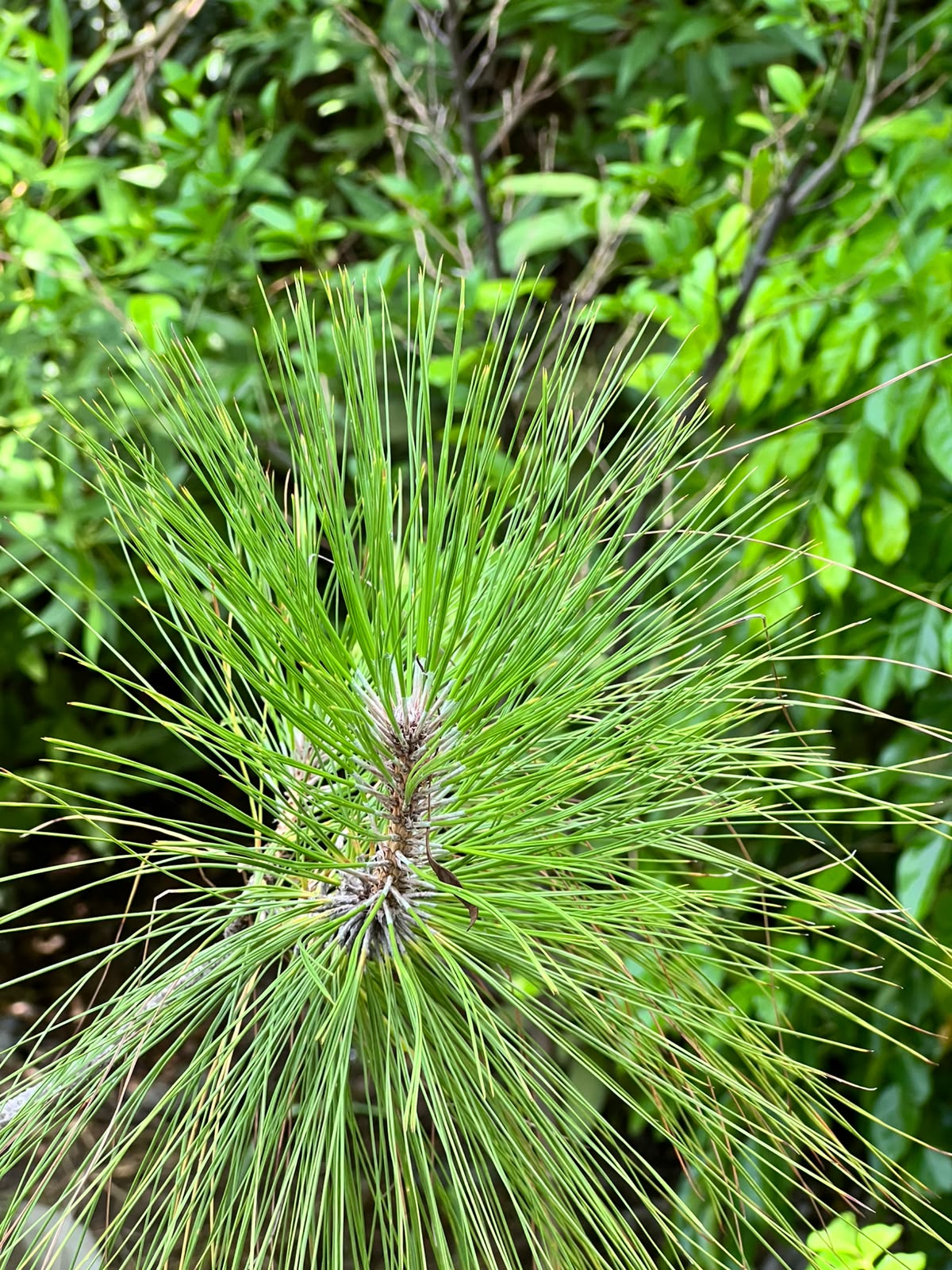 Chir Pine Tree (Pinus Roxburghii, aka Cheerh), photo 3
