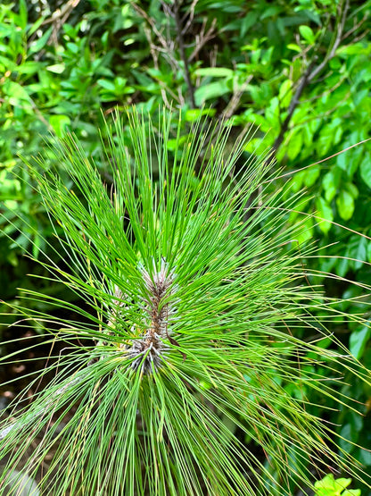Chir Pine Tree (Pinus Roxburghii, aka Cheerh), photo 3