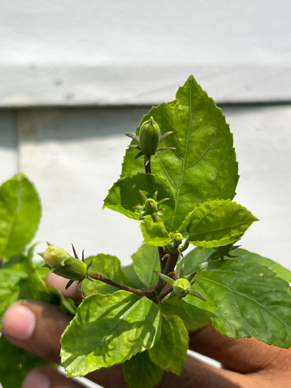 Hibiscus Plant (Tropical Gurhal Flower, aka Hibuscus), photo 2