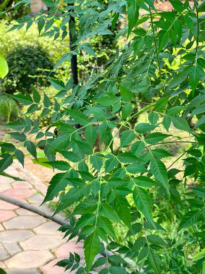 Bookain Tree (Bakain Shade Tree), photo 3