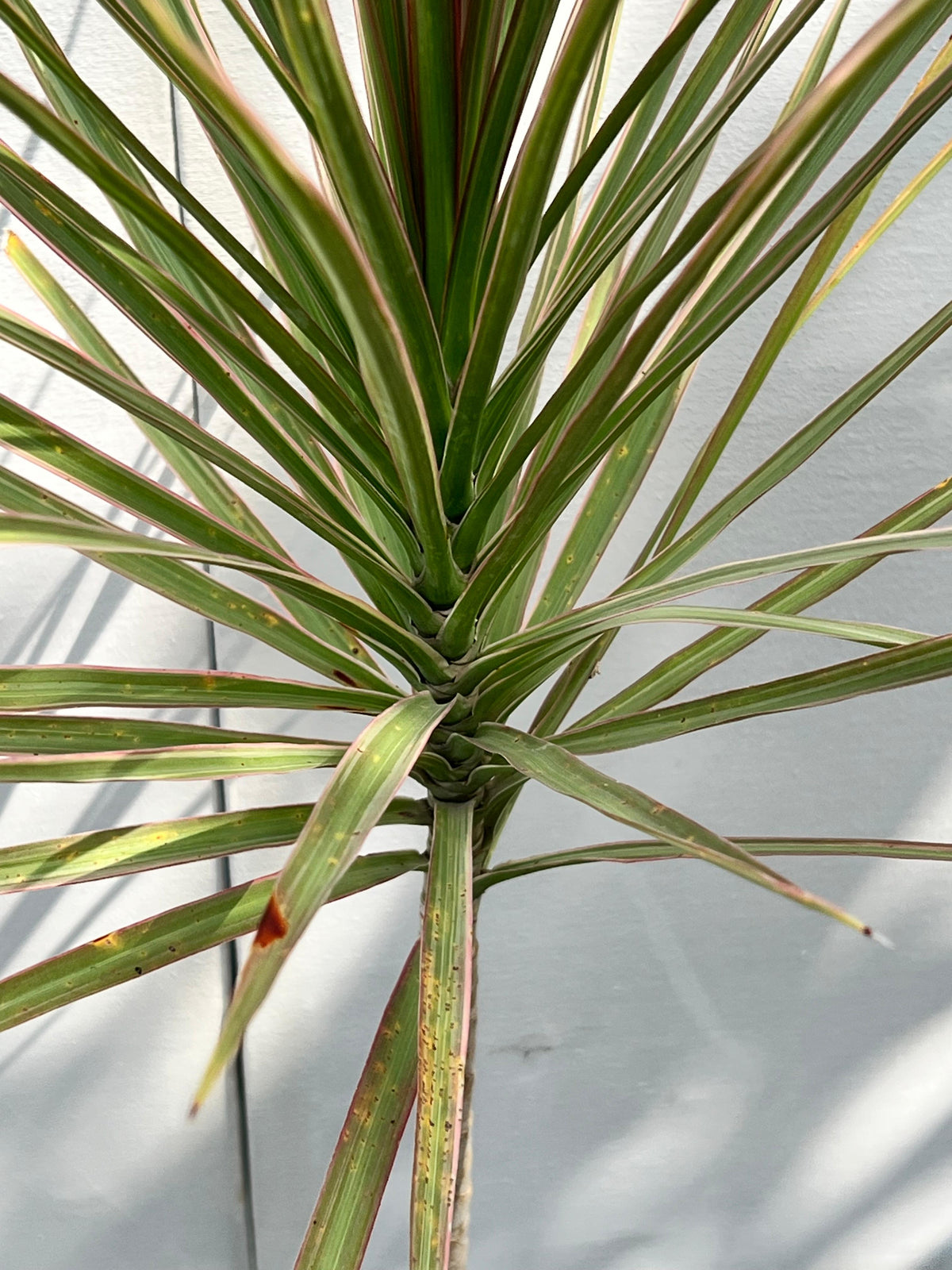 Dracaena Marginata Plant (Madagascar Dragon Tree), photo 5
