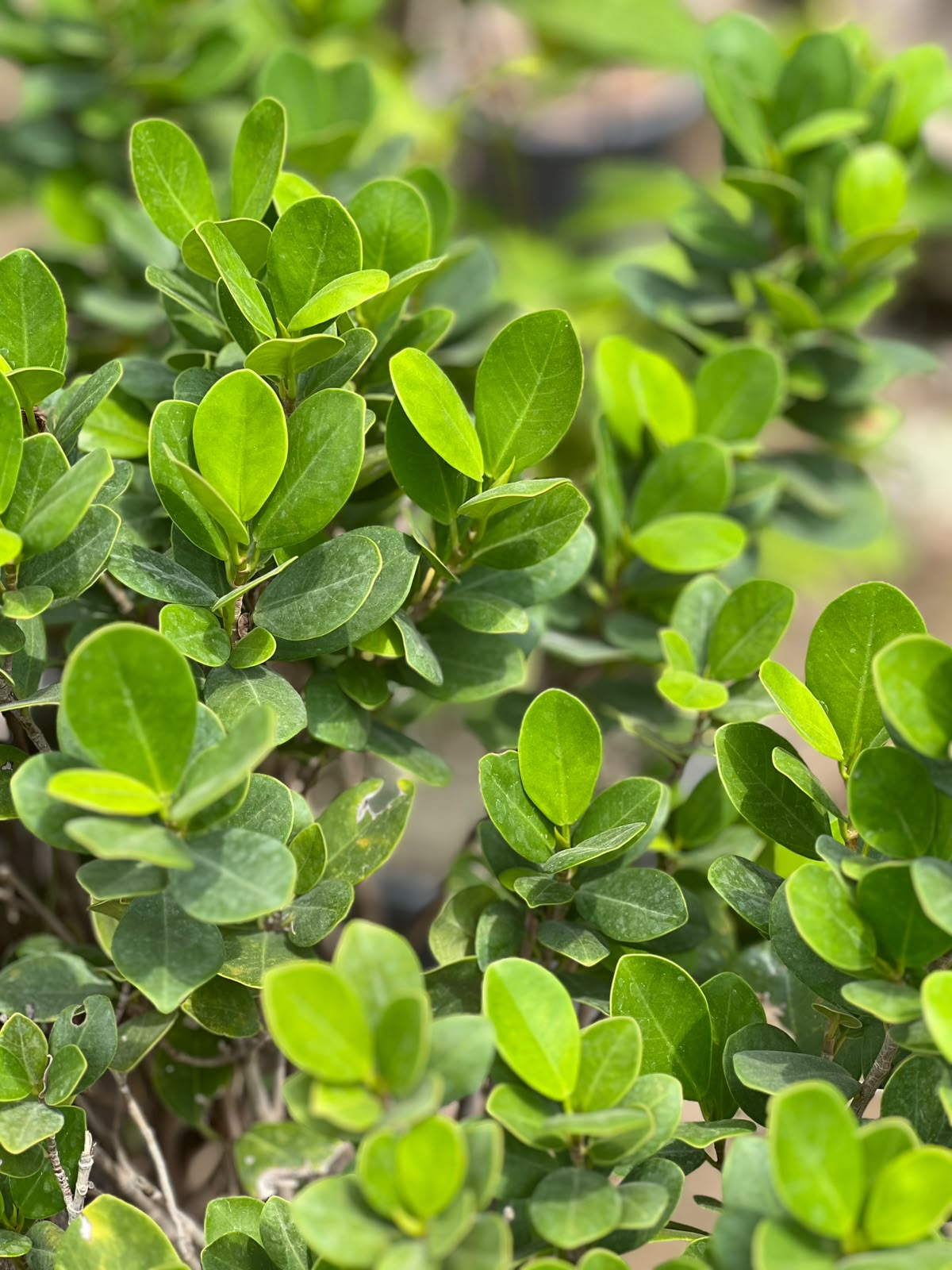 Panda Ficus Tree (Landscape Ficus), photo 2
