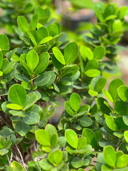 Panda Ficus Tree (Landscape Ficus), photo 2