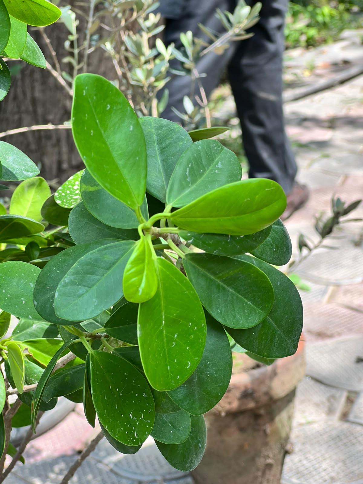 Panda Ficus Tree (Landscape Ficus), photo 6