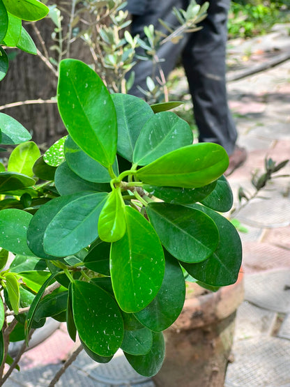 Panda Ficus Tree (Landscape Ficus), photo 6