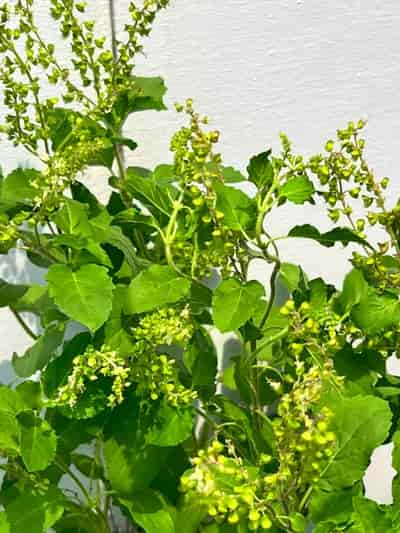 Tulsi Plant (Holy Basil), photo 2