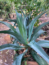 Agave Plant 18 inch
