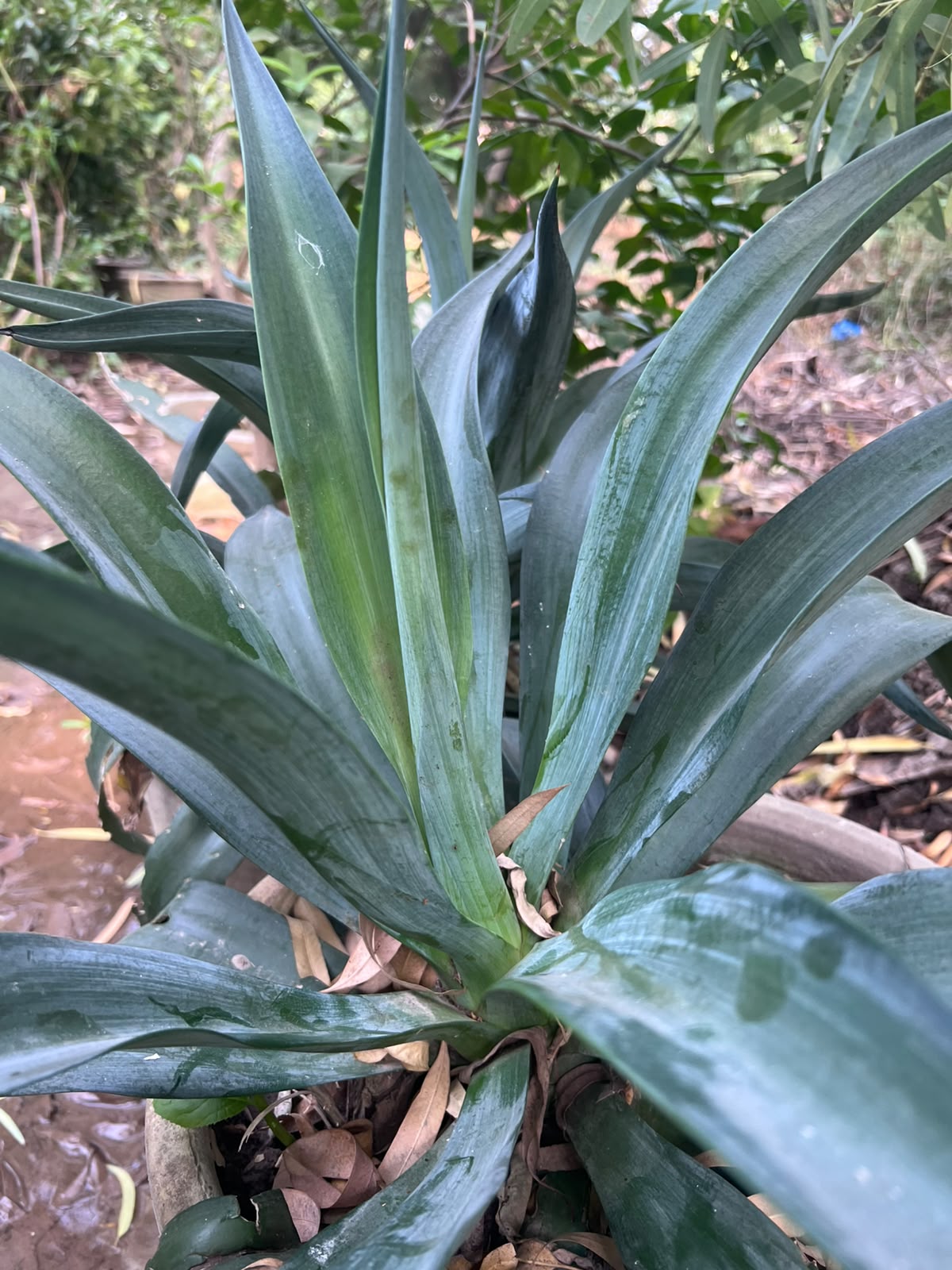 Agave Plant 18 inch