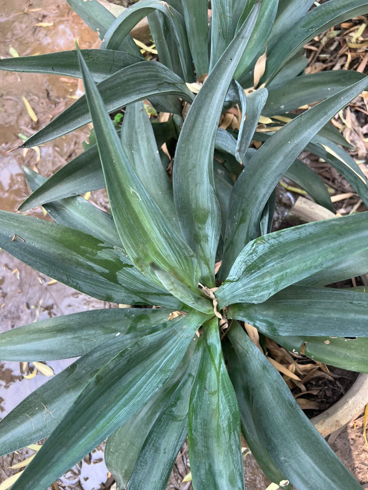 Agave Plant 18 inch