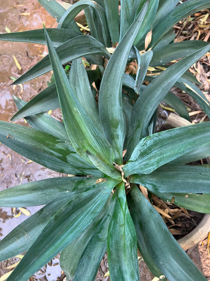 Agave Plant 18 inch