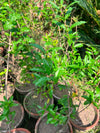 Anaar Plant (Pomegranate) 12 inch