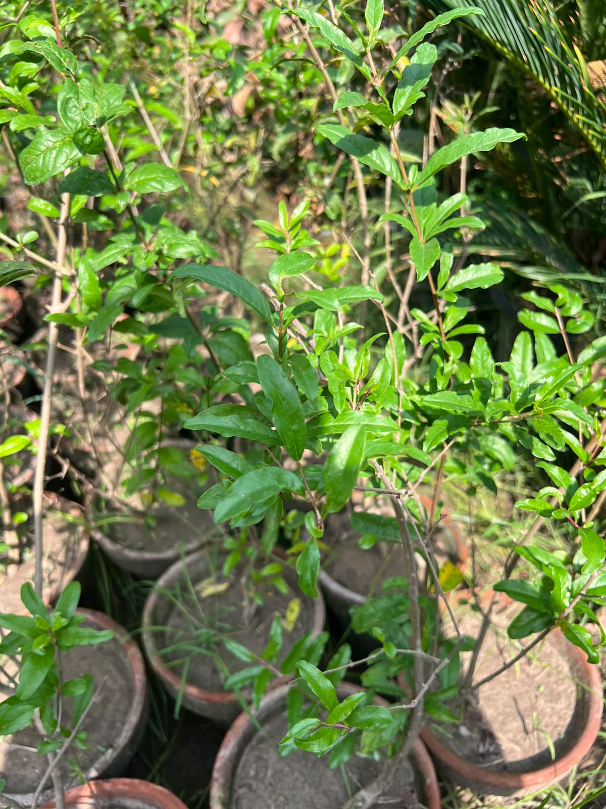Anaar Plant (Pomegranate) 12 inch