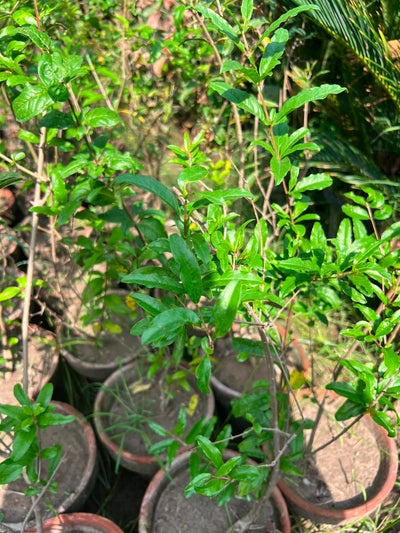 Anaar Plant (Pomegranate) 12 inch