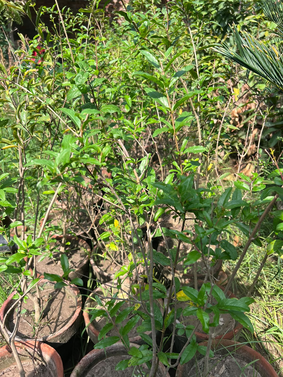 Anaar Plant (Pomegranate) 12 inch