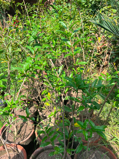 Anaar Plant (Pomegranate) 12 inch