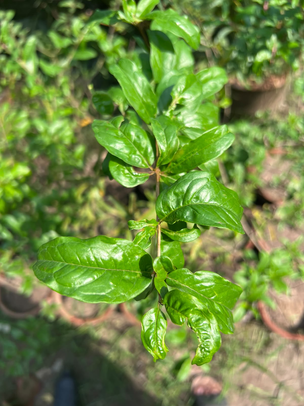 Anaar Plant (Pomegranate) 12 inch