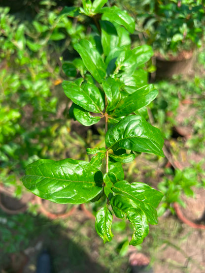 Anaar Plant (Pomegranate) 12 inch