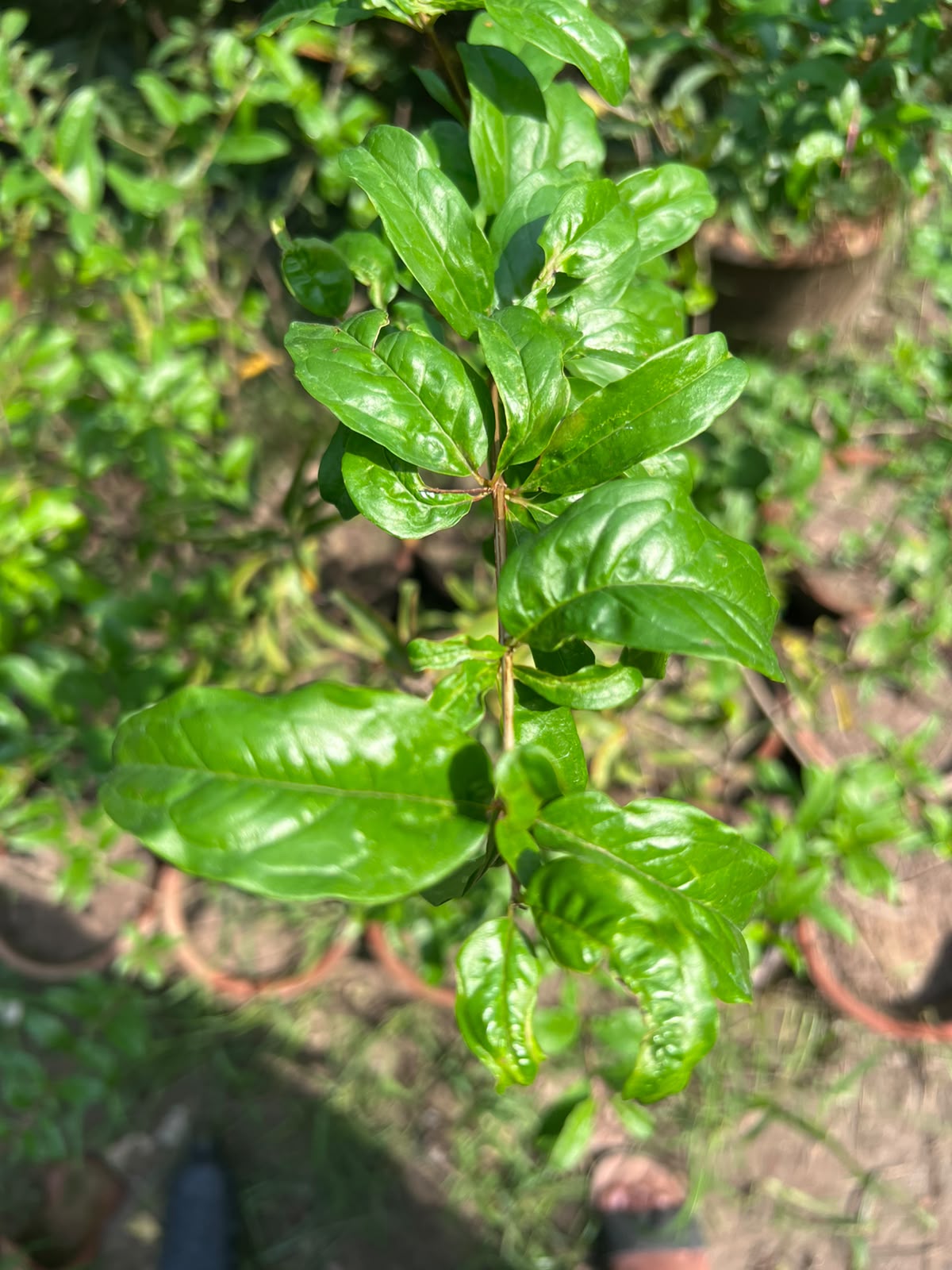 Anaar Plant (Pomegranate) 12 inch