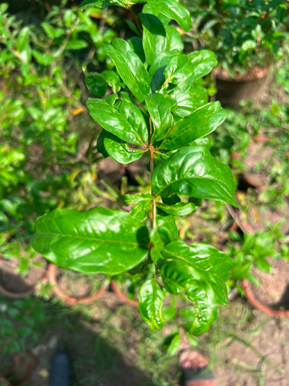 Anaar Plant (Pomegranate) 12 inch