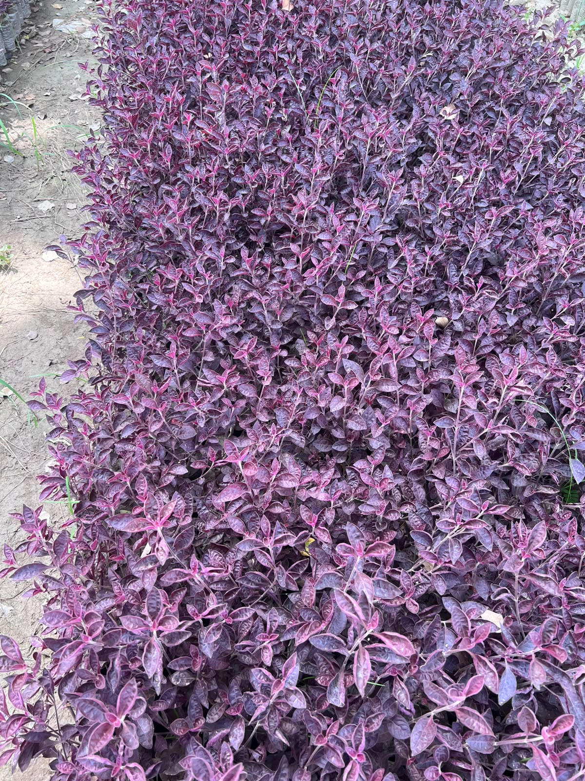 Arocain Plant