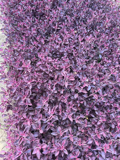 Arocain Plant