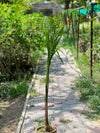 Bottle Palm Tree (Exotic Landscape Palm)