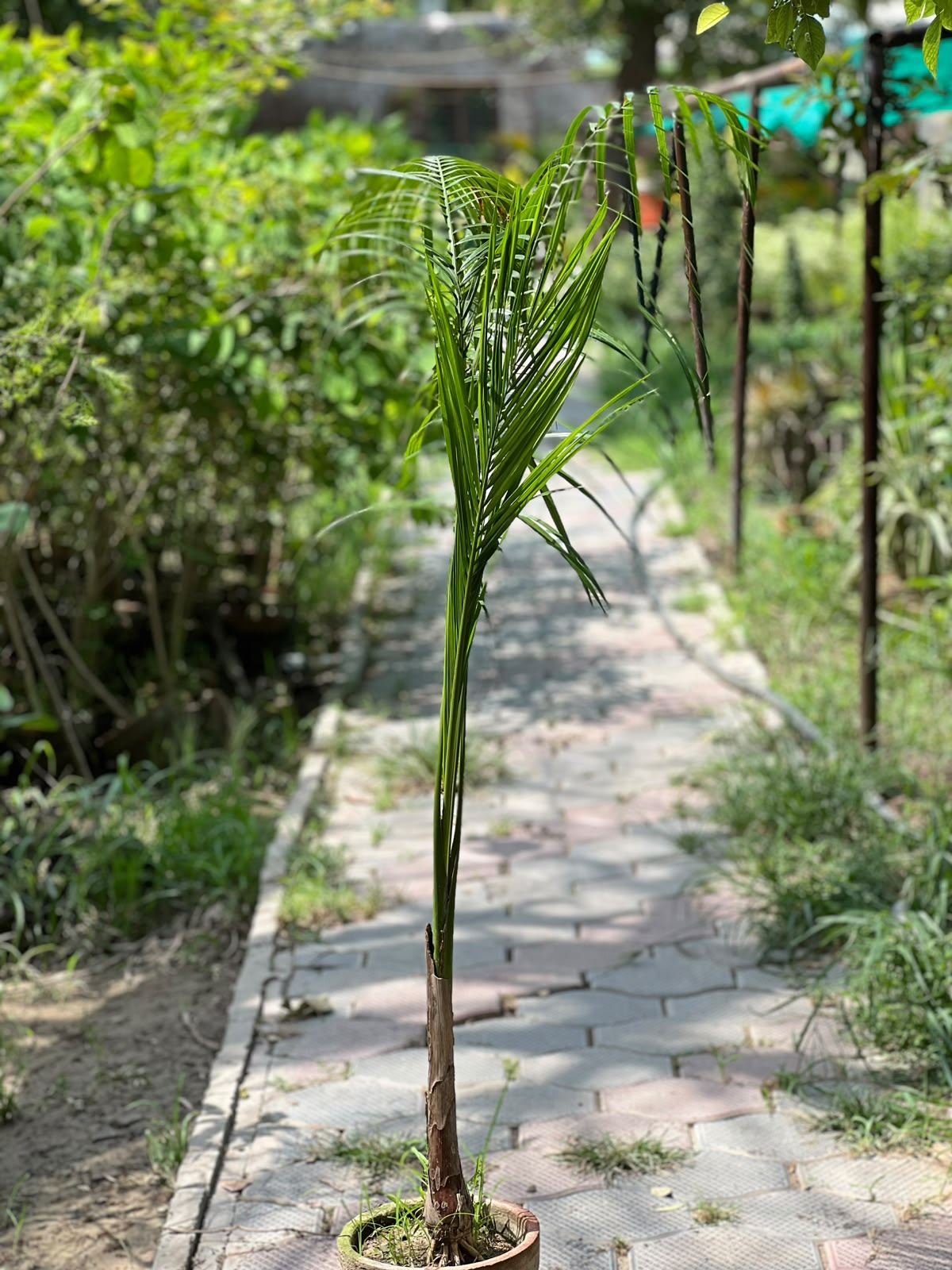 Bottle Palm Tree (Exotic Landscape Palm)