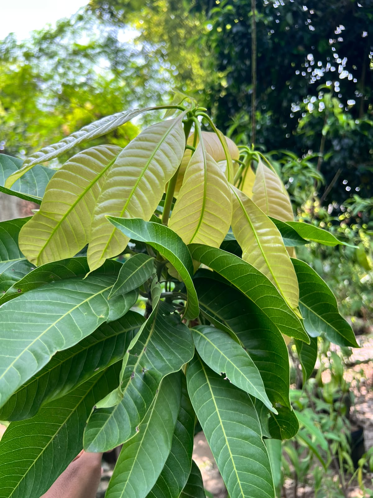 Mango Fruit Plant (Grafted Aam Tree), photo 2