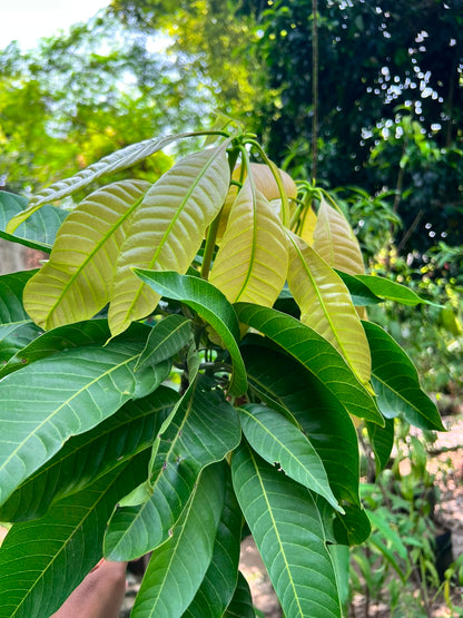 Mango Fruit Plant (Grafted Aam Tree), photo 2