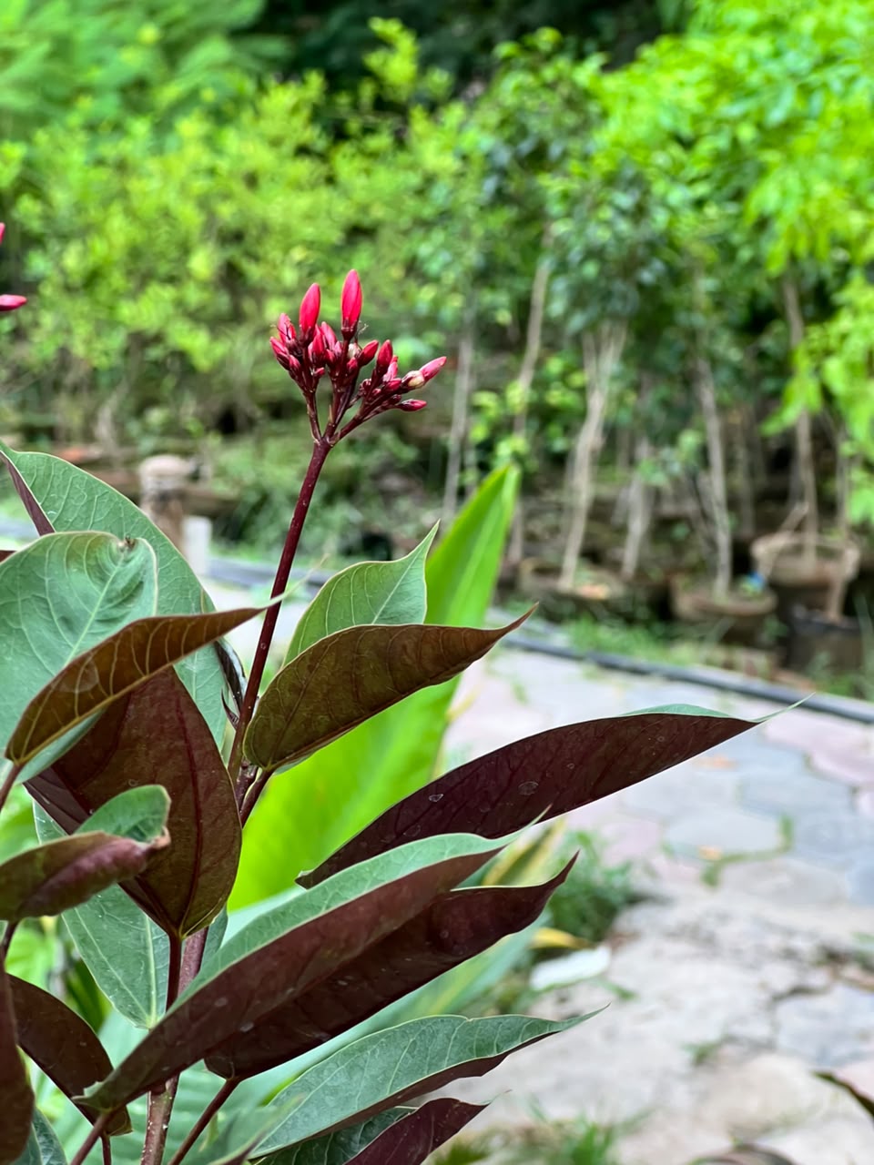 Jatropha Plant (Red Flowering Shrub, aka Jutt Rofa / Jutroffa), photo 4