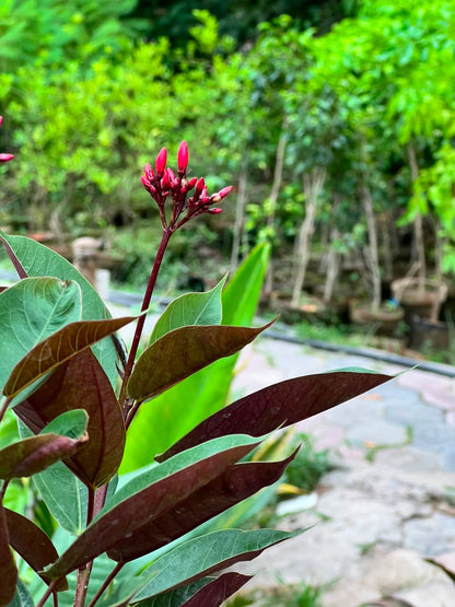Jatropha Plant (Red Flowering Shrub, aka Jutt Rofa / Jutroffa), photo 4