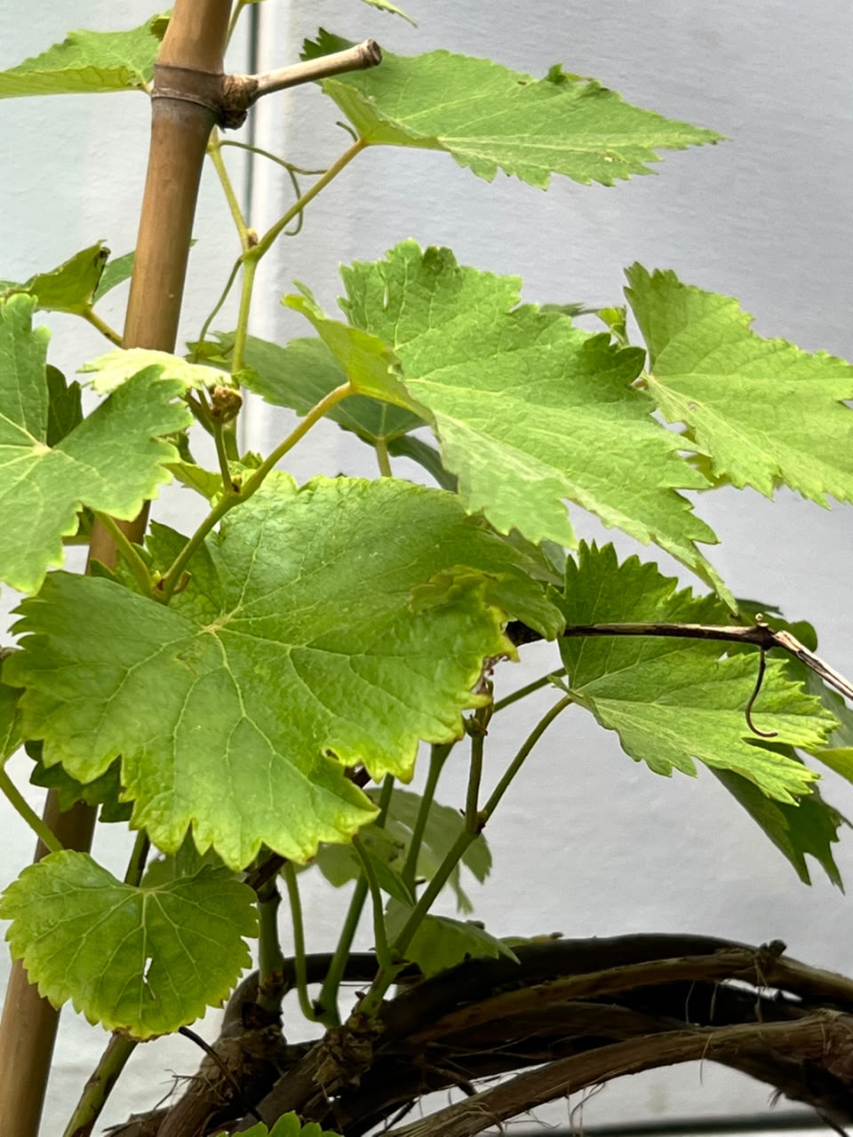 Grapes Bail Fruit Plant (Grafted Grapevine), photo 2