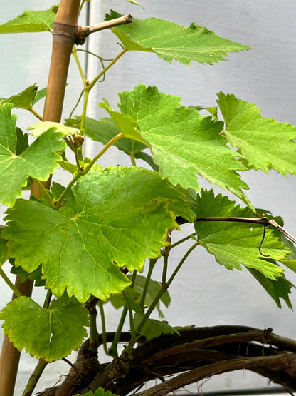 Grapes Bail Fruit Plant (Grafted Grapevine), photo 2