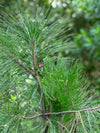 Chir Pine Tree (Pinus Roxburghii, aka Cheerh)