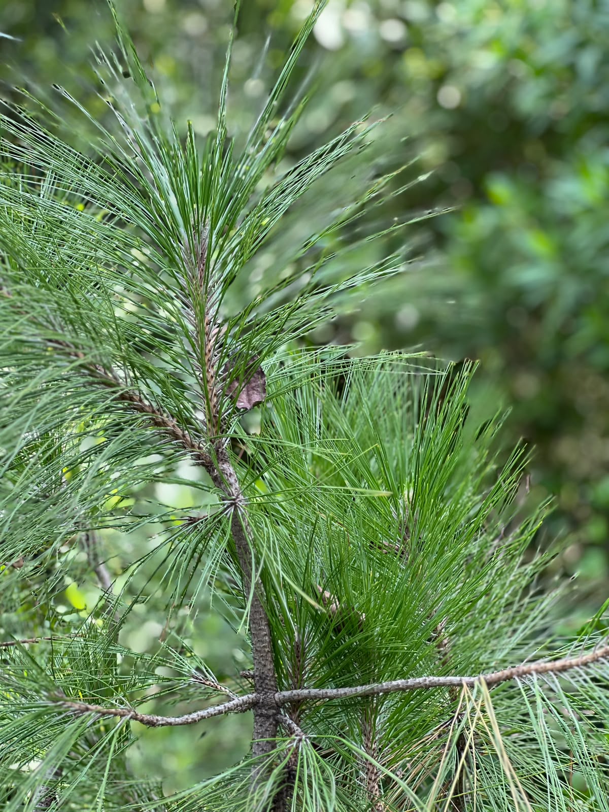 Chir Pine Tree (Pinus Roxburghii, aka Cheerh)