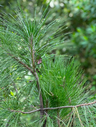 Chir Pine Tree (Pinus Roxburghii, aka Cheerh)