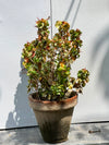 Khalifa Plant (Ixora Flowering Shrub)