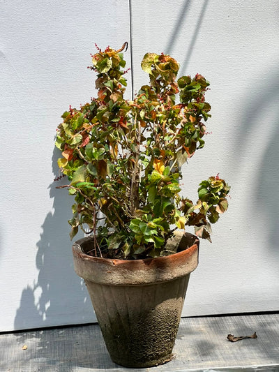 Khalifa Plant (Ixora Flowering Shrub)
