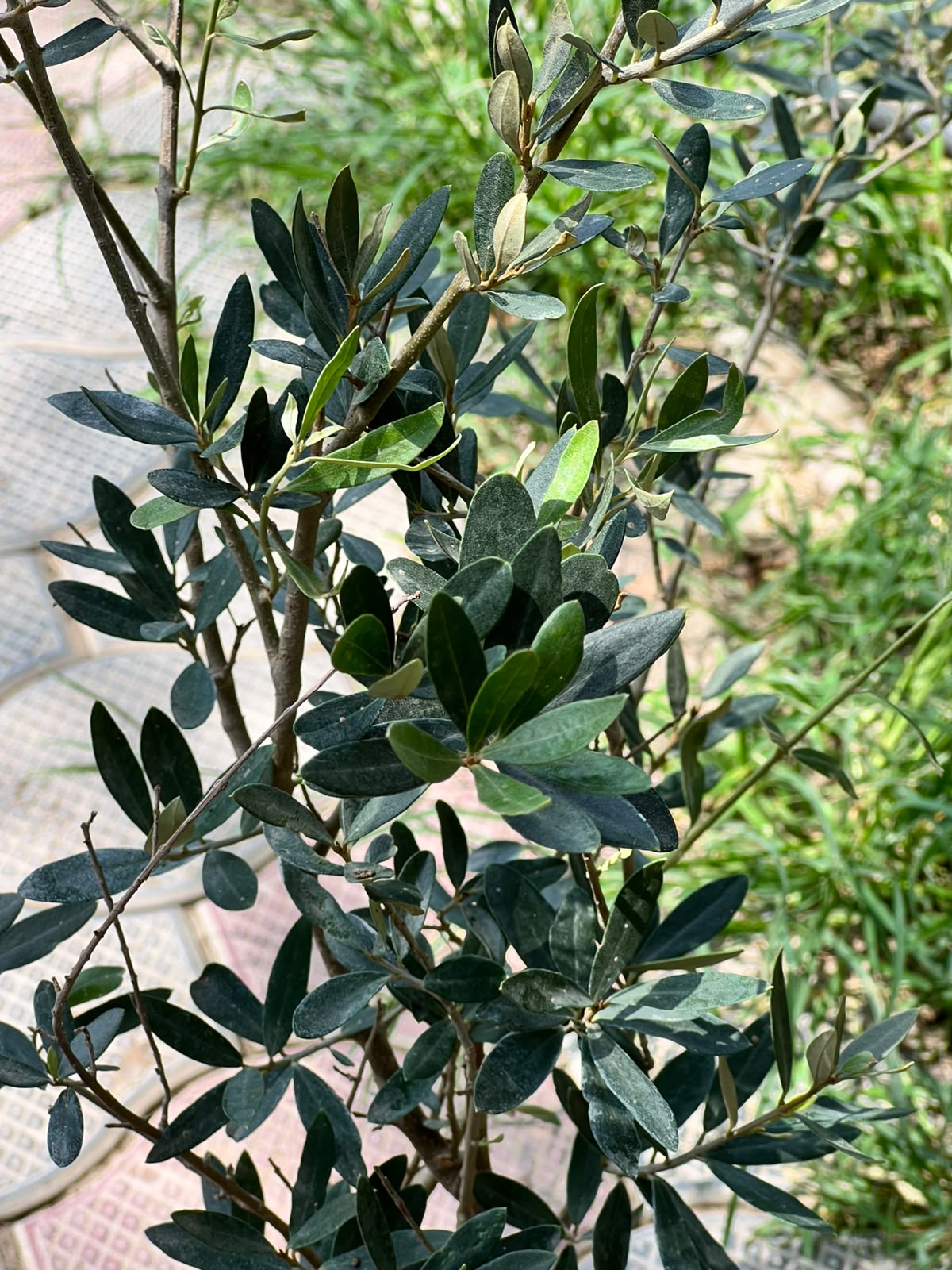 Olive Tree (Olea Europaea), photo 3
