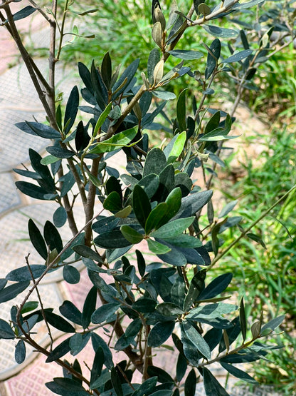 Olive Tree (Olea Europaea), photo 3