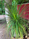 Bucarnia Surahi Palm 18 inch