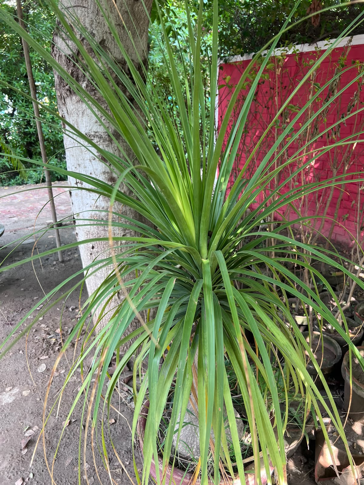 Bucarnia Surahi Palm 18 inch