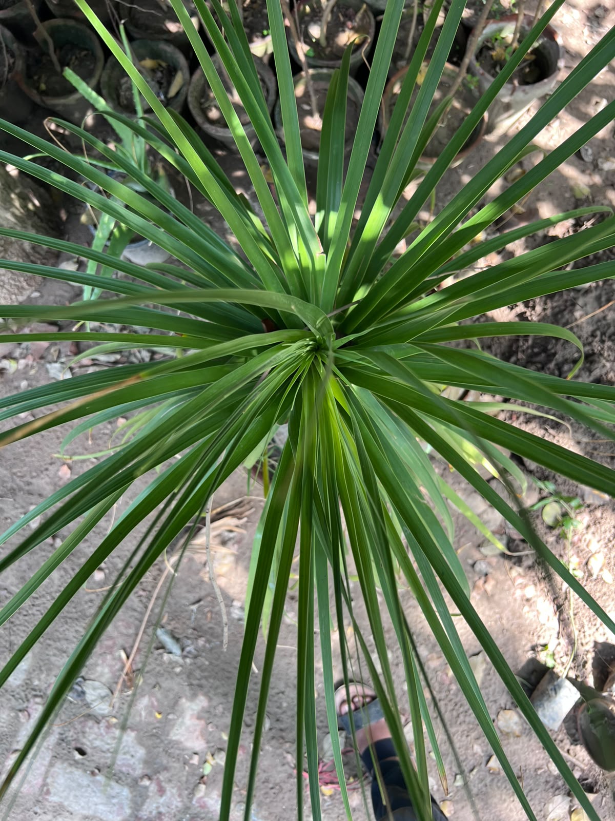 Bucarnia Surahi Palm 18 inch