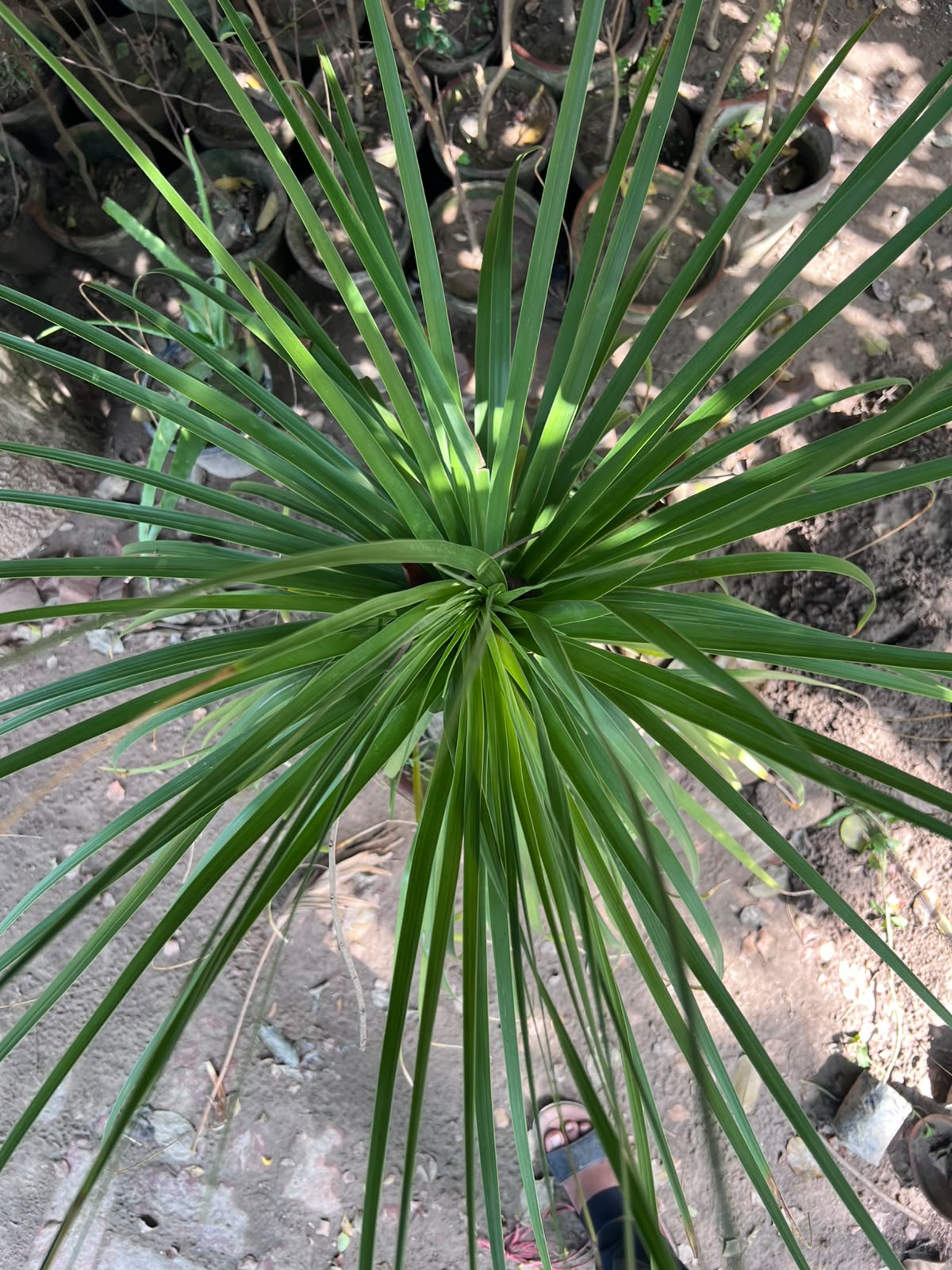 Bucarnia Surahi Palm 18 inch