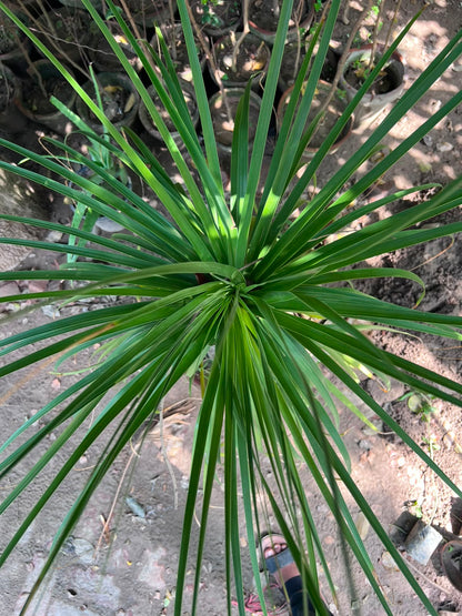 Bucarnia Surahi Palm 18 inch