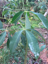 Budha Crazia Plant 18 inch