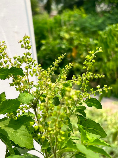 Tulsi Plant (Holy Basil), photo 3