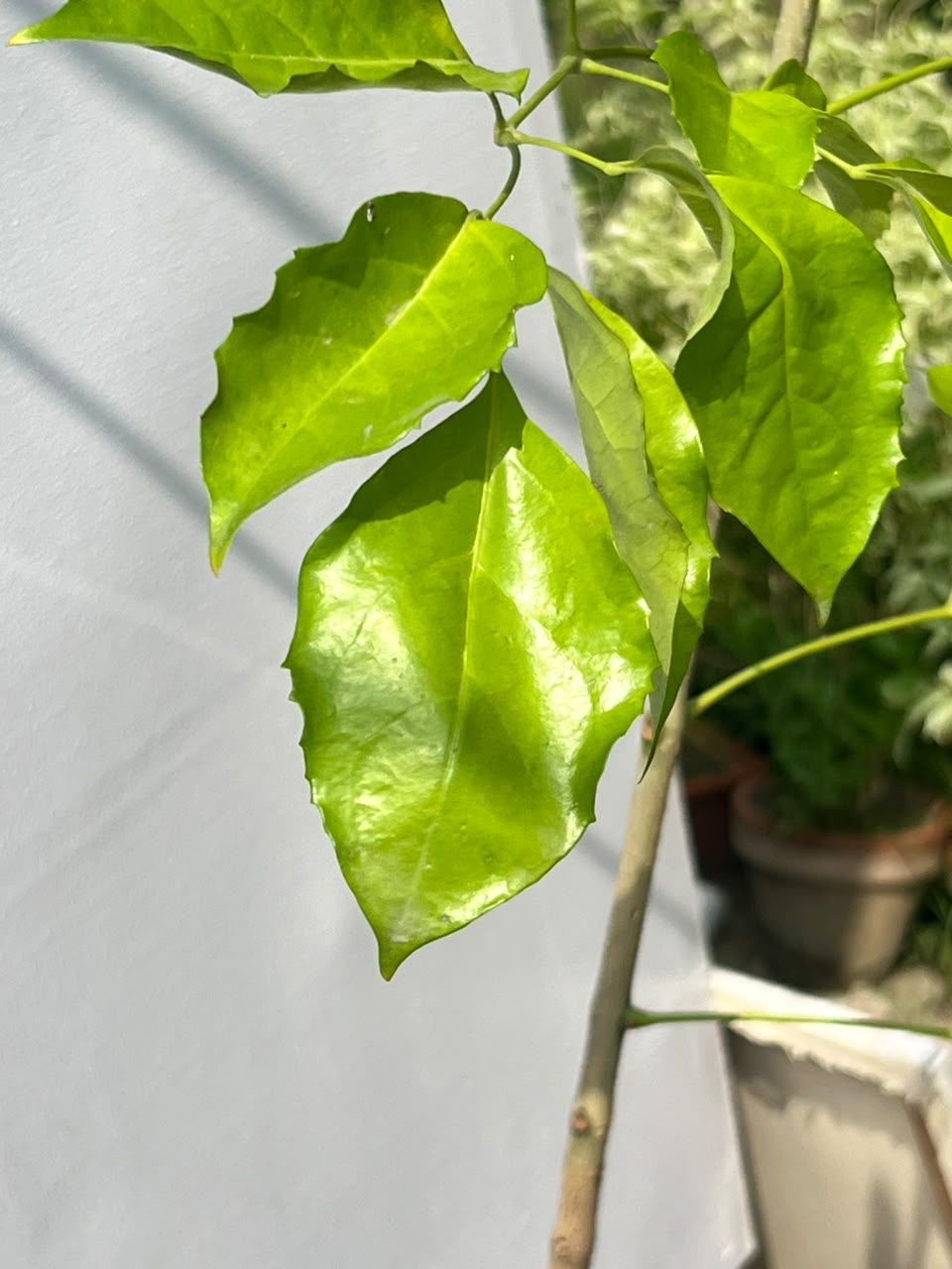China Doll Plant (Radermachera Sinica), photo 2