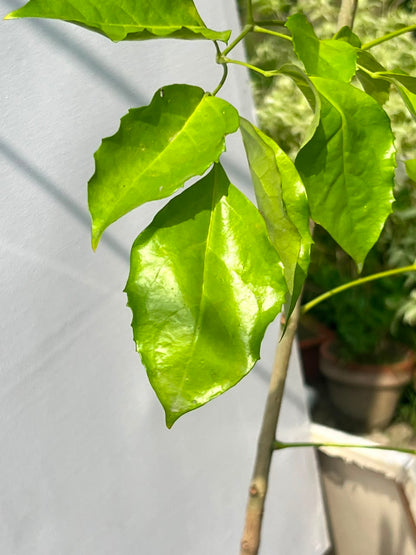 China Doll Plant (Radermachera Sinica), photo 2