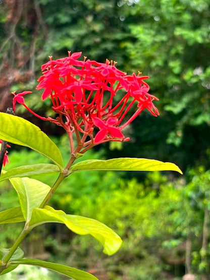 Ixora Plant (Pink Ezoora Shrub, aka Agzovra), photo 4